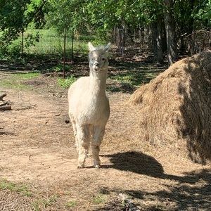 Meet your Posher, Dee